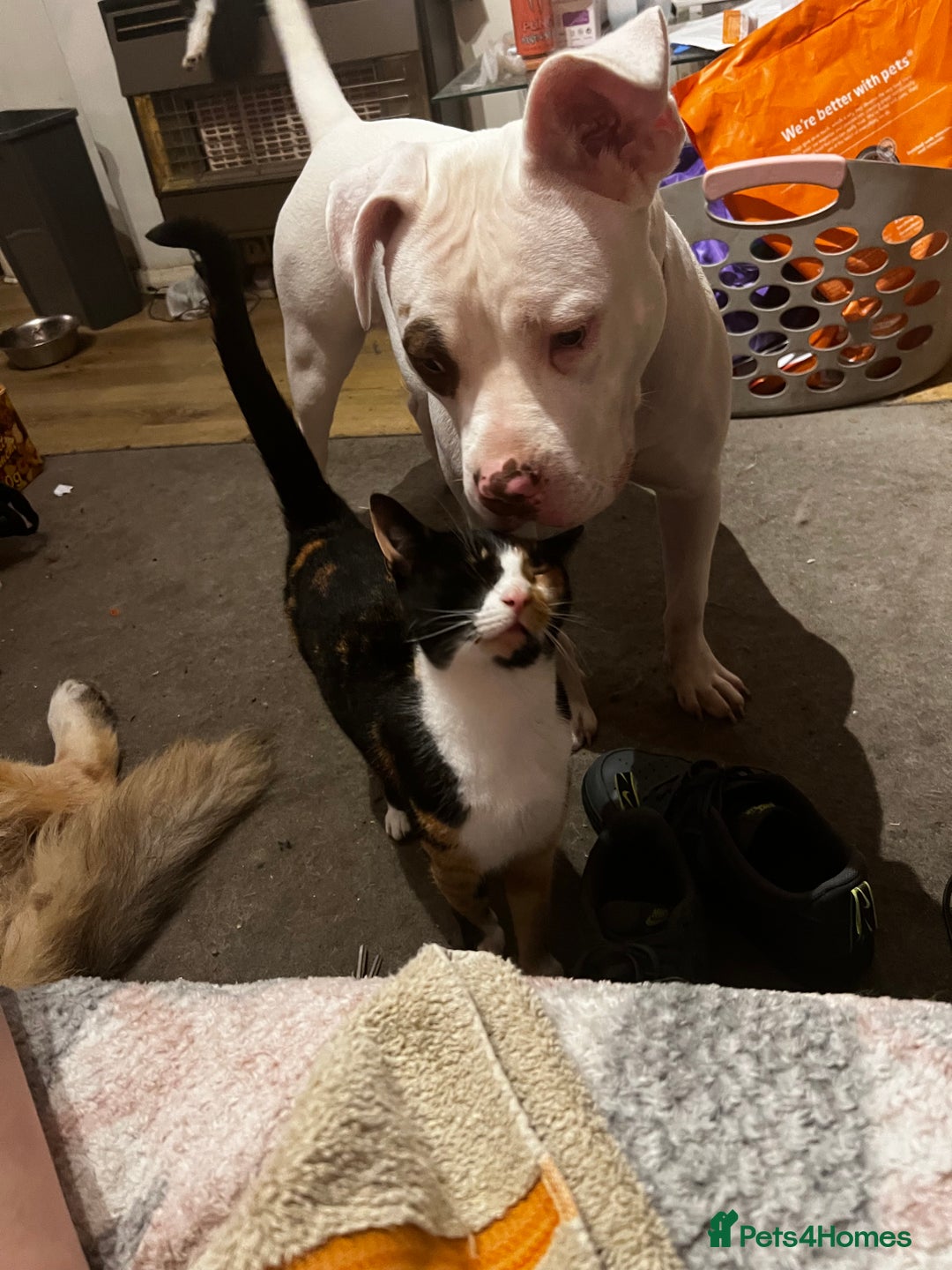 Mixed Breed cats for sale: 4 cats - Image 2