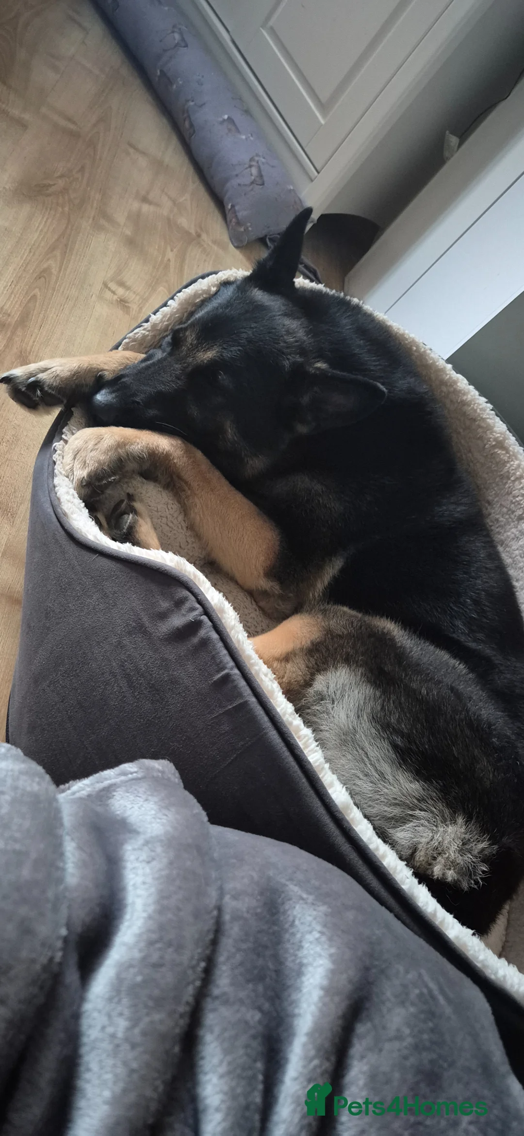 German Shepherd dogs for stud: German Shepherd Dog for stud - Advert 2