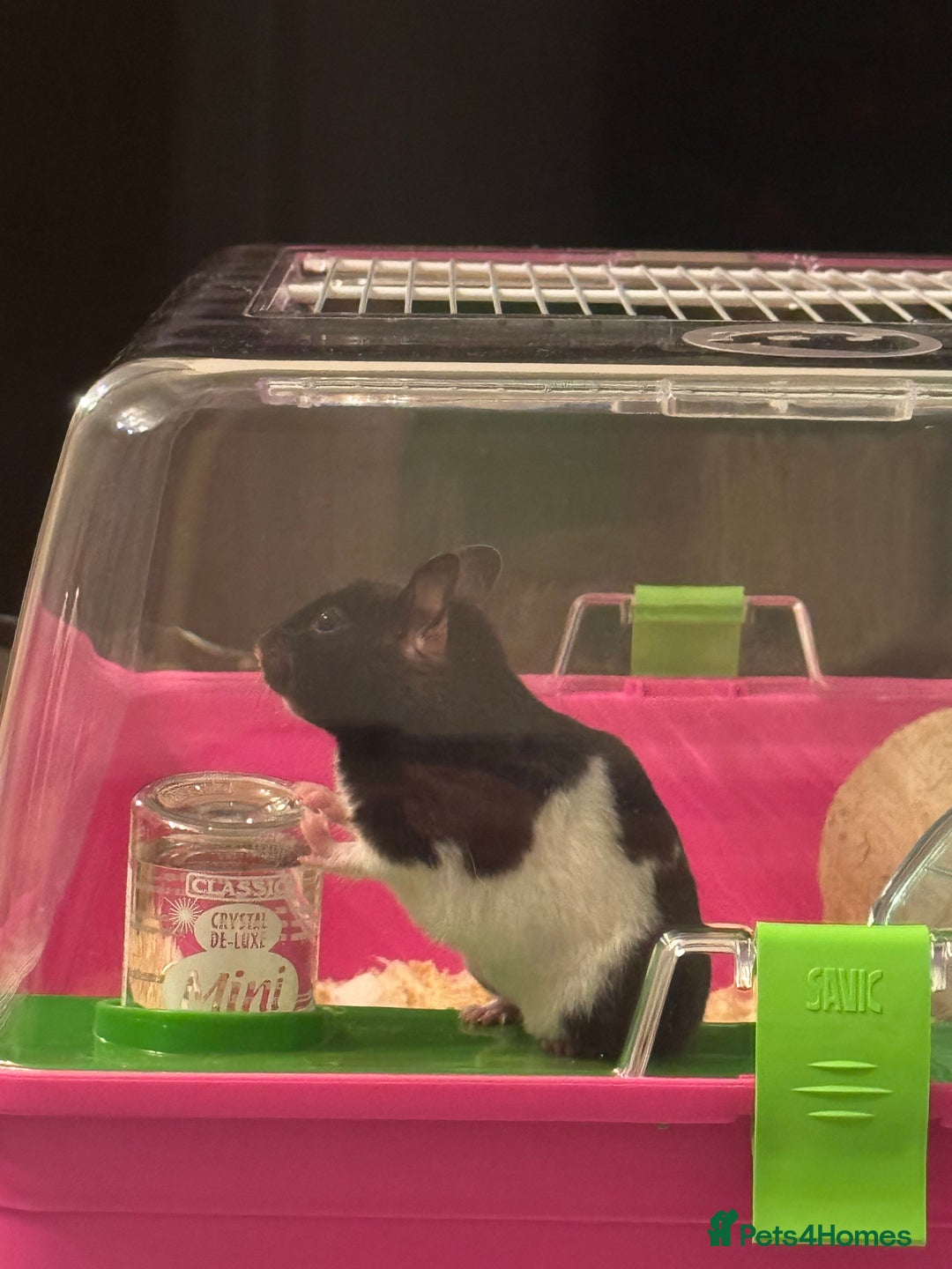 Hamster rodents for sale: Hamster syrian - Advert 1