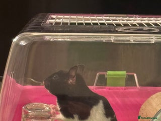 Hamster rodents Hamster syrian - Advert 8