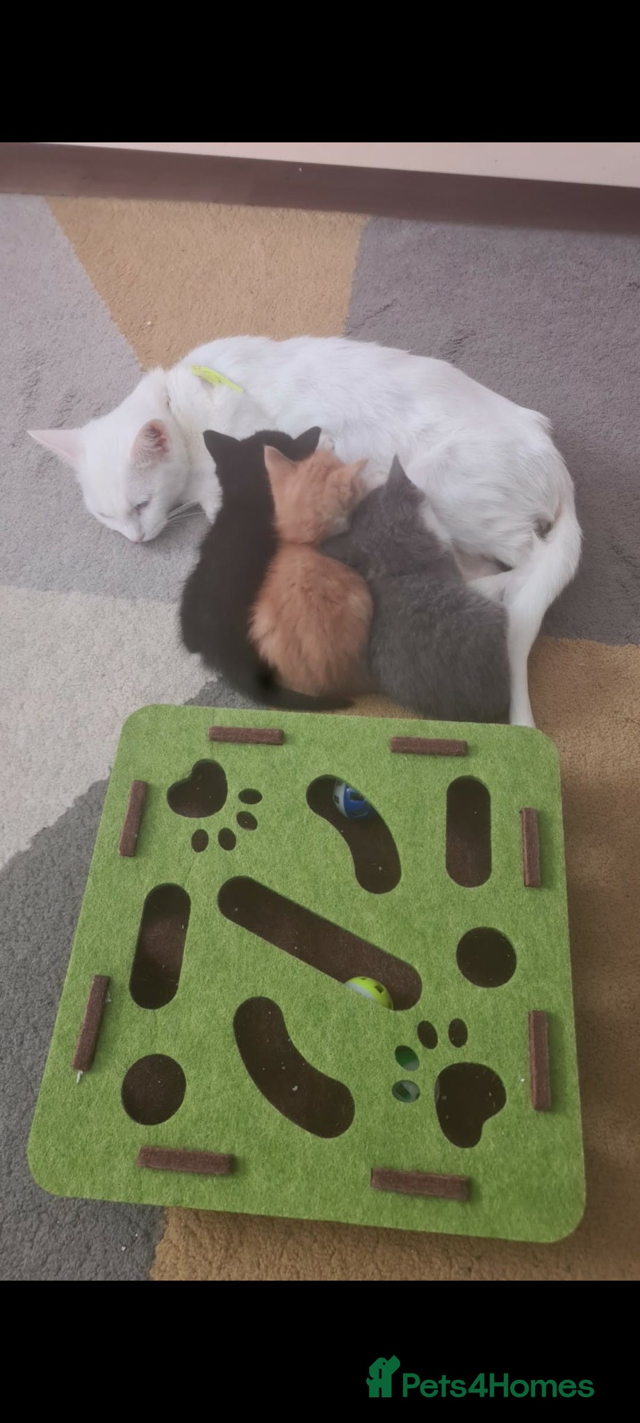 British Shorthair cats British shorthair  - Advert 1