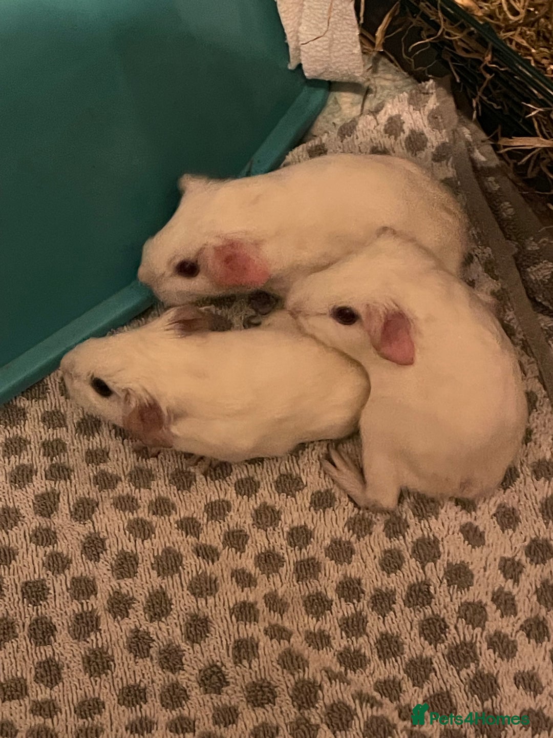 Guinea Pig rodents for sale: Baby boy Californian point guinea pig - Advert 4