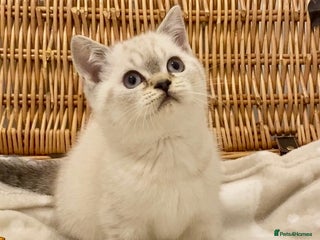 British Shorthair cats 🧸EXCEPTIONAL QUALITY PURE BREED BSH TEDDY BEARS🧸 - Advert 4