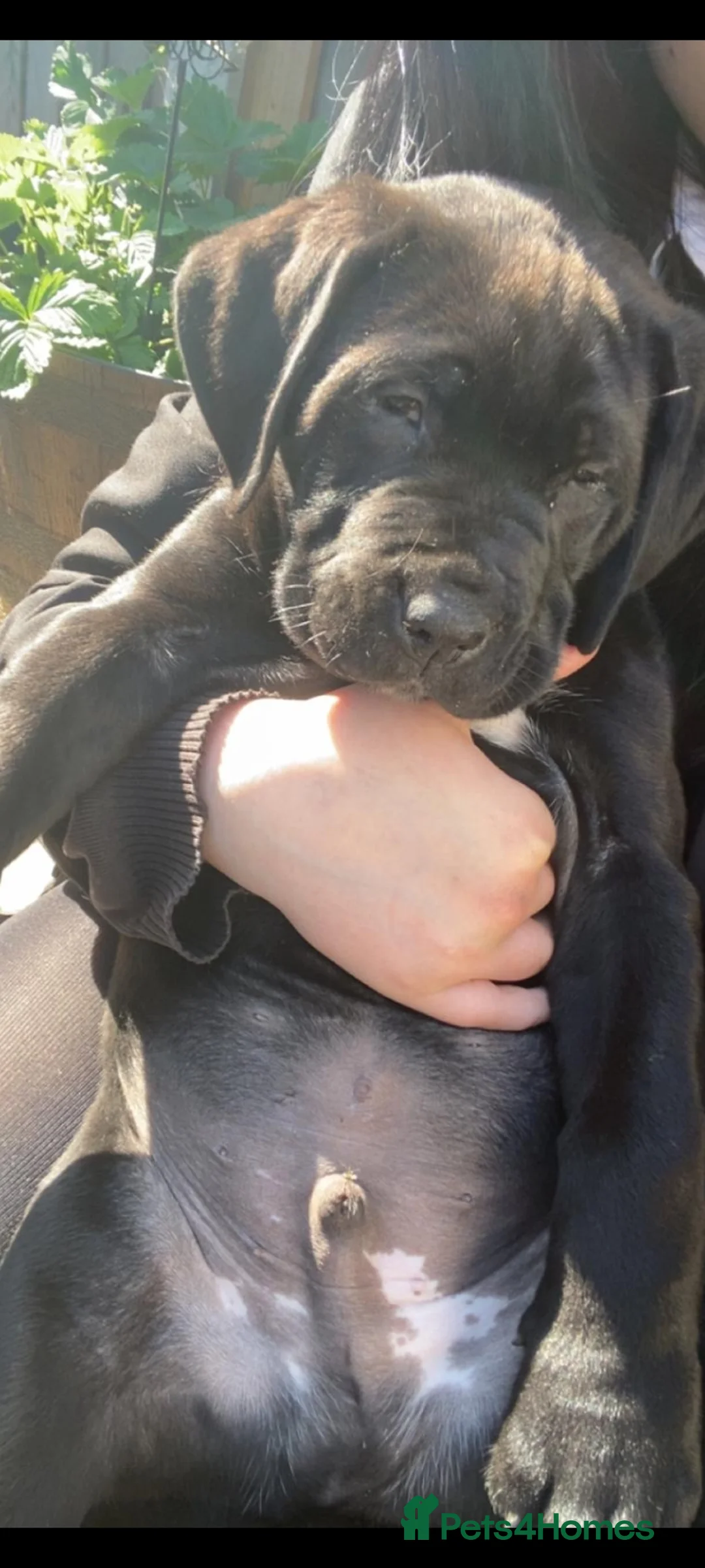 Cane Corso dogs for sale: Cane Corso puppies ready to leave now - Advert 2