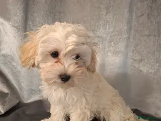 Maltipoo dogs Maltipoo puppy - Advert 11