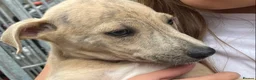 Mixed Breed dogs for sale: Saluki grayhound x kc whippet  - Advert 6