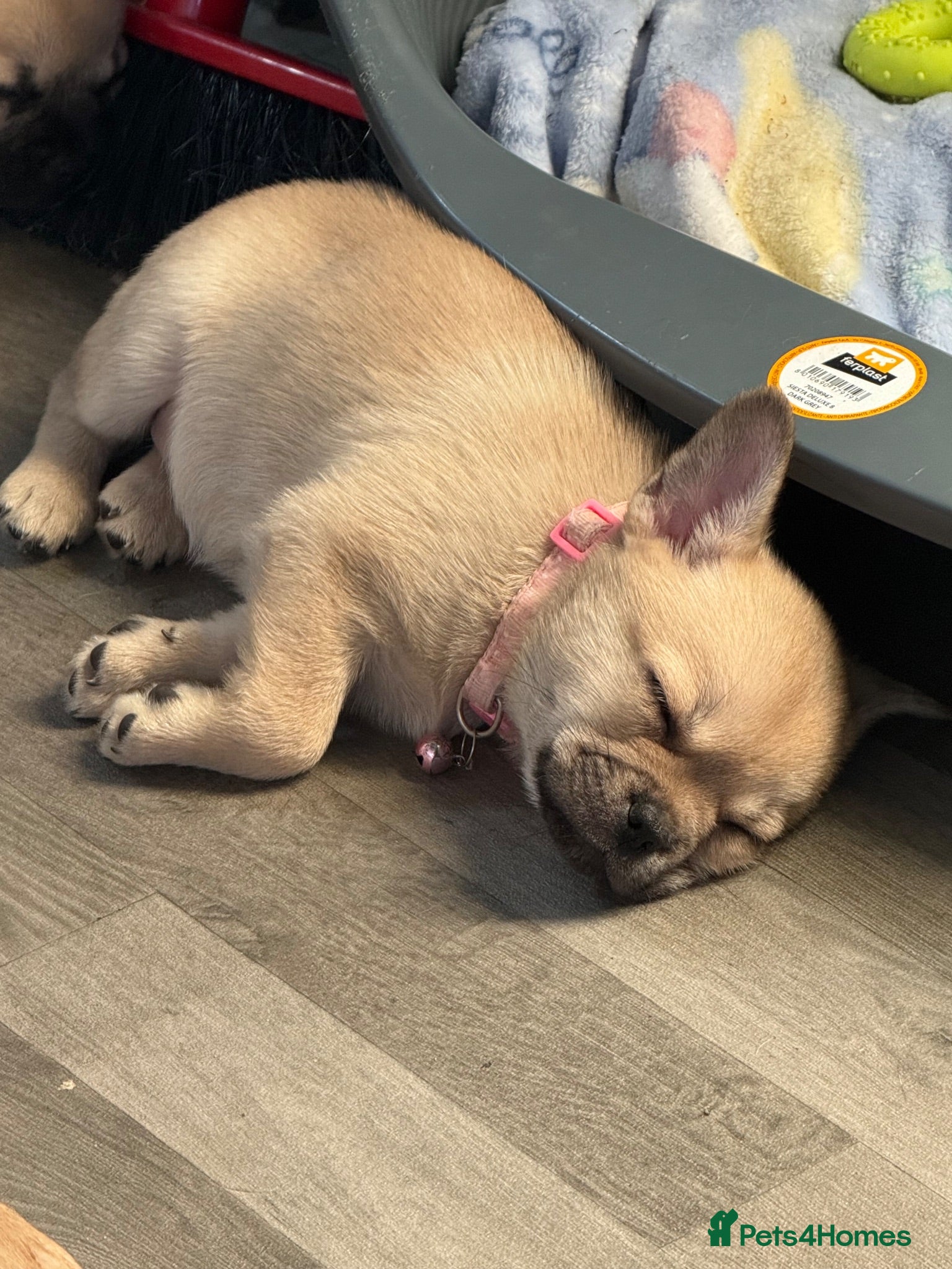 Mixed Breed dogs Frenchie x Pomeranian  - Advert 5