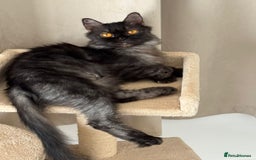 Mixed Breed cats for adoption: Beautiful grumpy-face Elba is a lovebug  - Image 10