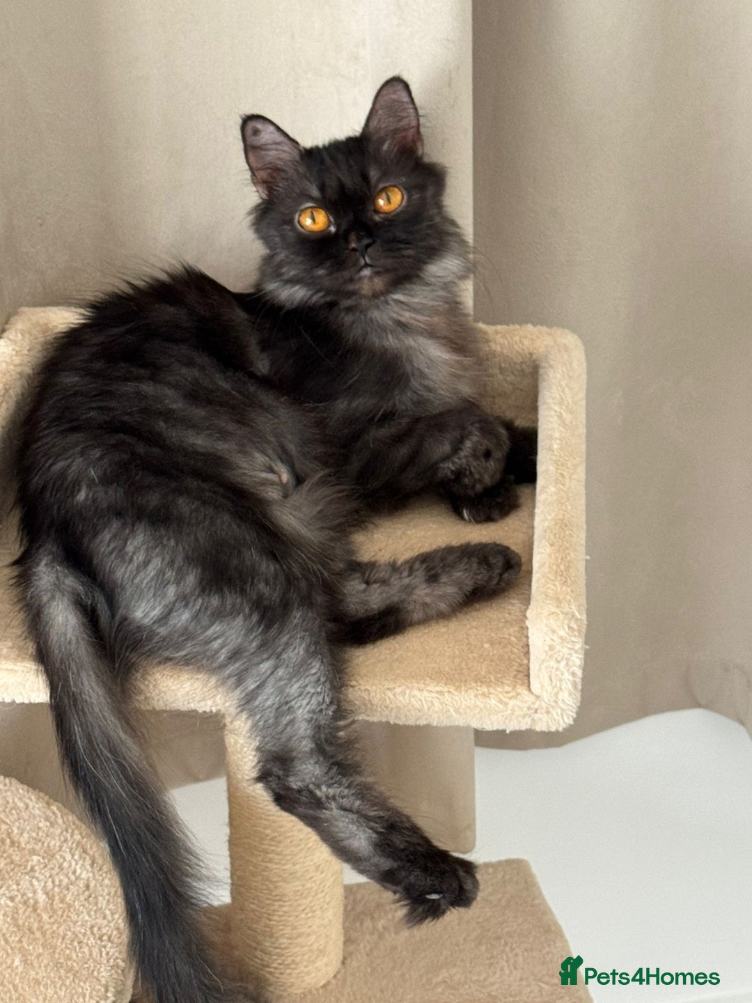 Mixed Breed cats for adoption: Beautiful grumpy-face Elba is a lovebug  - Image 10