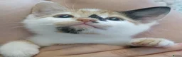 Mixed Breed cats for sale: Female calico kittens  - Advert 5