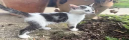 European cats for sale: Beautiful colourful kittens - Advert 28