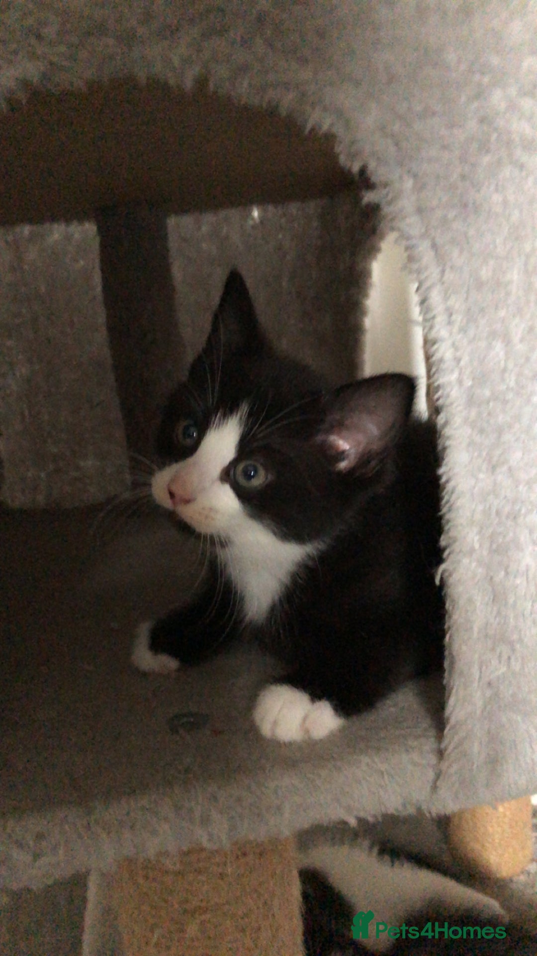 Domestic Shorthair cats for sale: 5 Beautiful kittens for sale  - Image 9