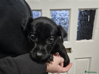 Patterdale Terrier dogs Last Boy Patterdale Puppy for sale - Advert 5