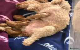 Poochon dogs for sale: Beautiful poochon puppies - Image 3