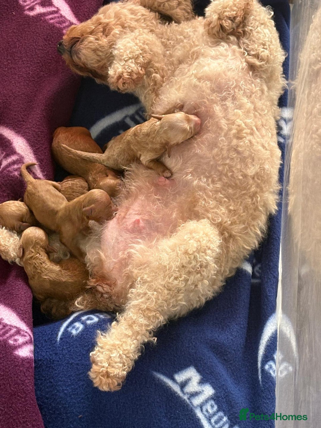 Poochon dogs for sale: Beautiful poochon puppies - Image 3