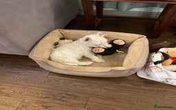West Highland Terrier dogs for sale: Top quality import champion bred westie - Image 15