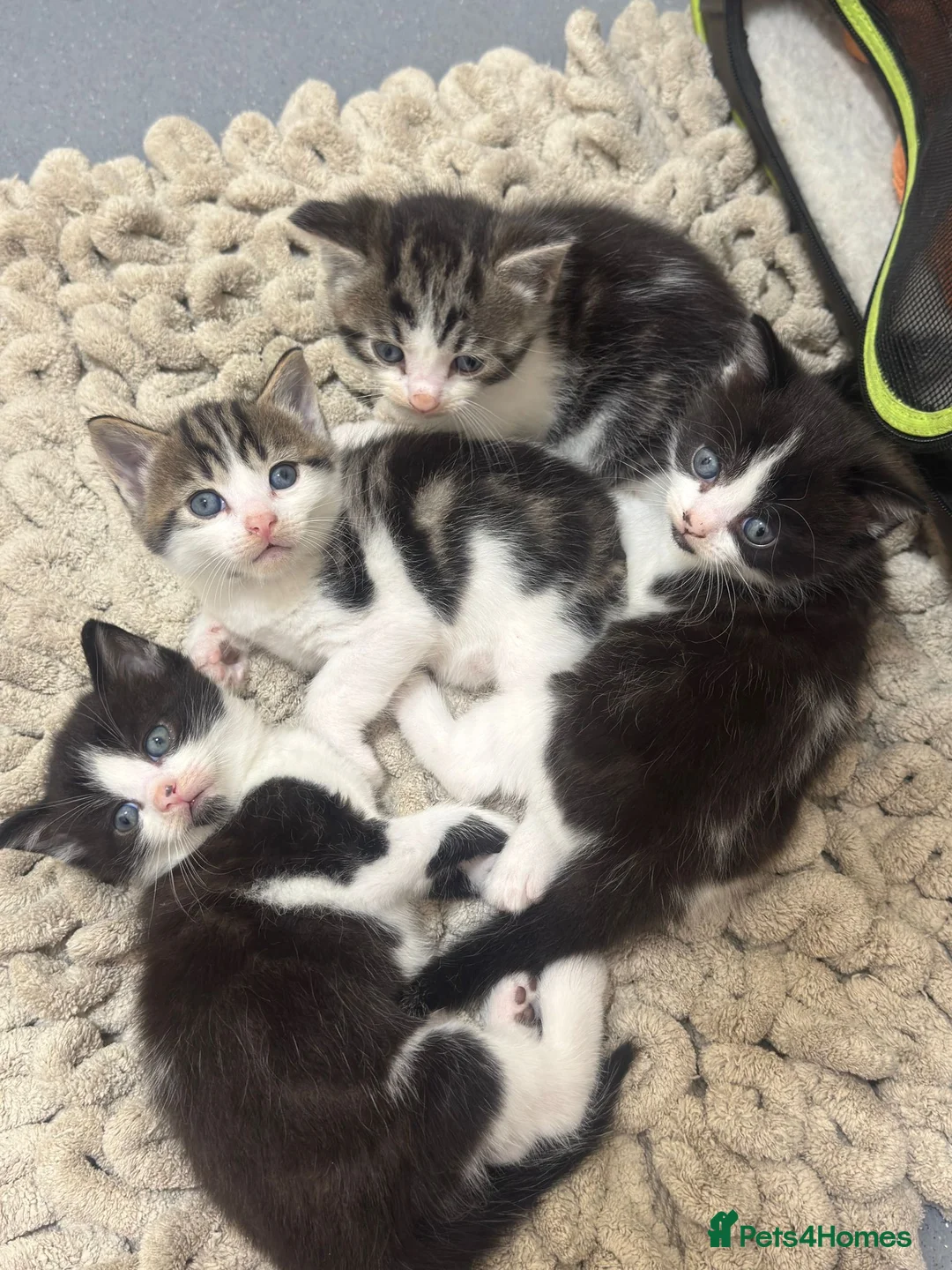 Mixed Breed cats for sale: Russian Blue x Tabby in Feltham - Advert 2