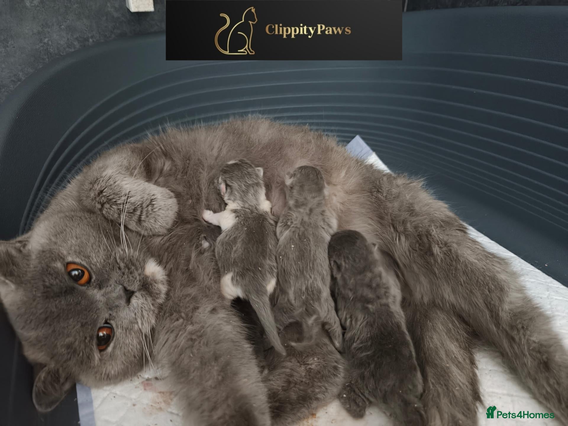 British Shorthair cats GCCF Registered chunky British Shorthair Kittens  - Advert 1