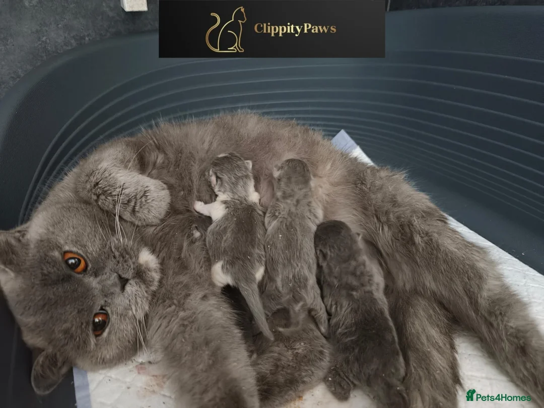 British Shorthair cats for sale: GCCF Registered chunky British Shorthair Kittens  - Advert 1