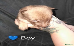 Mixed Breed dogs for sale: American Bulldog x Siberian Husky - Image 14