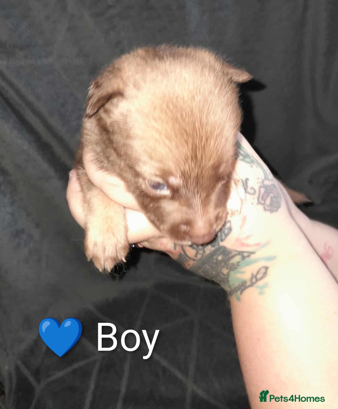 Mixed Breed dogs for sale: American Bulldog x Siberian Husky - Image 14