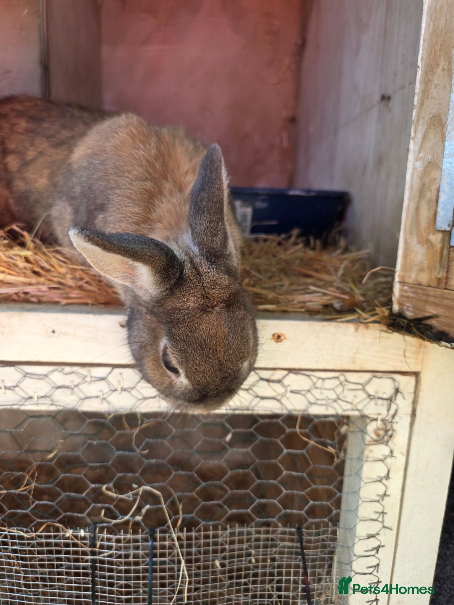 Mixed Breed rabbits Female rabbit looking for forever home  - Advert 1