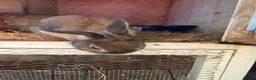 Mixed Breed rabbits for sale: Female rabbit looking for forever home  - Advert 1