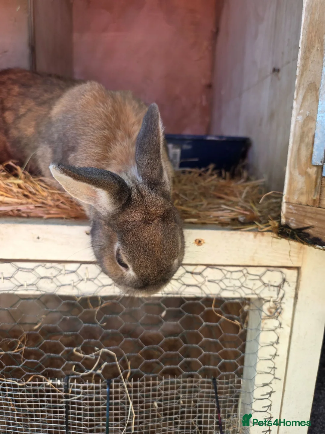 Mixed Breed rabbits for sale: Female rabbit looking for forever home  - Advert 1