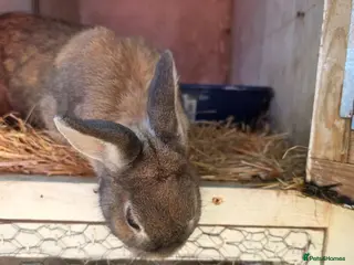 Mixed Breed rabbits Female rabbit looking for forever home - Advert 4