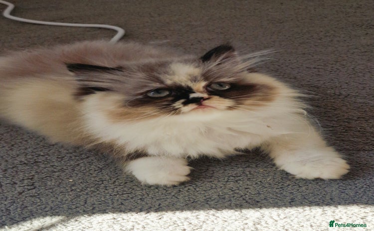 Persian cats - Advert 10