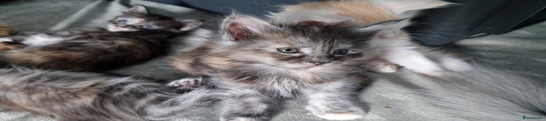 Maine Coon Kitten 4