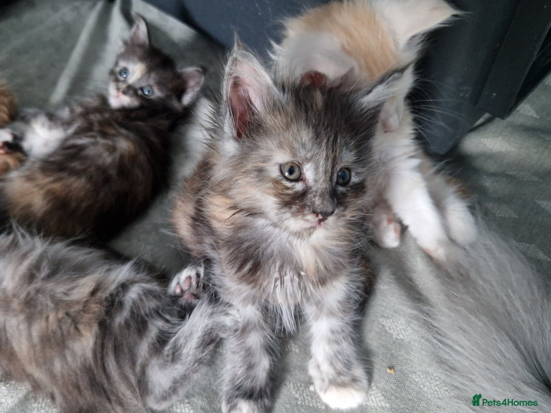 Maine Coon cats for sale: Stunning Maine Coon kittens - Image 10