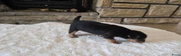 Patterdale Terrier dogs for sale: Fantastic Patterdale terrier pups D&D  - Advert 8