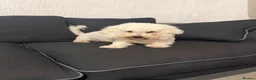 Bichon Frise dogs for sale: Bella bichon frise looking for her  - Advert 4