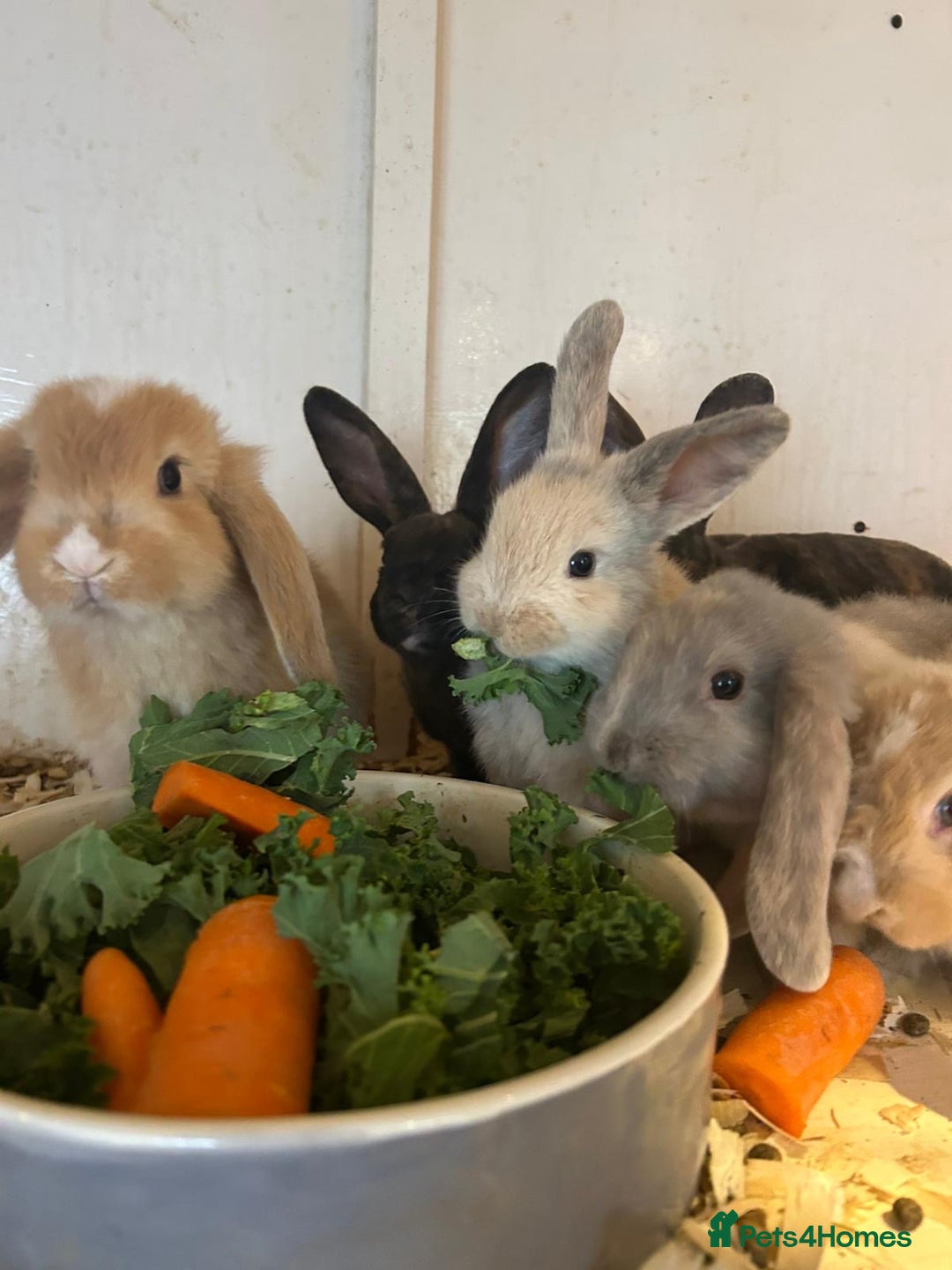 Mixed Breed rabbits for sale: Mixed baby rabbits  - Image 2