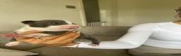 Staffordshire Bull Terrier dogs for sale: 6 Outstanding Staffs pups KC Reg  - Advert 16