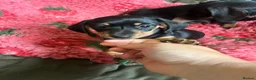 Miniature Dachshund dogs for sale: Black & Tan Miniature Dachshund bitch puppy in Ashford - Advert 4