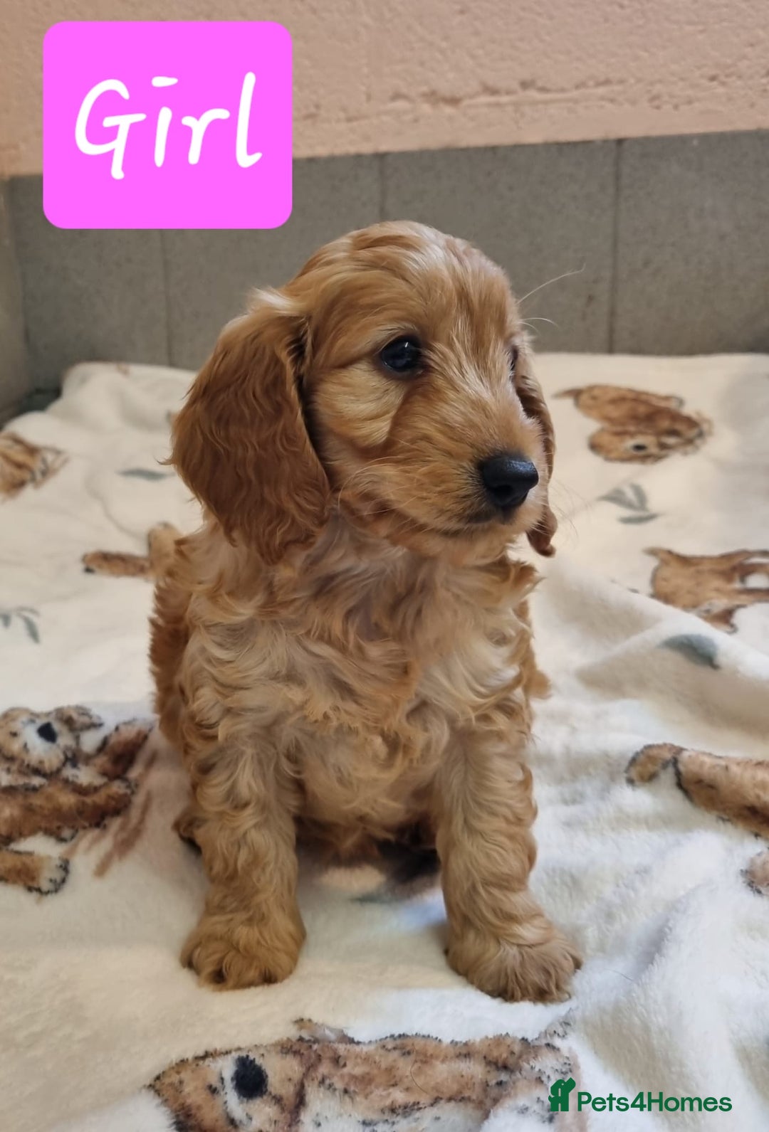 Cockapoo dogs for sale: Cockapoo puppies - Advert 13