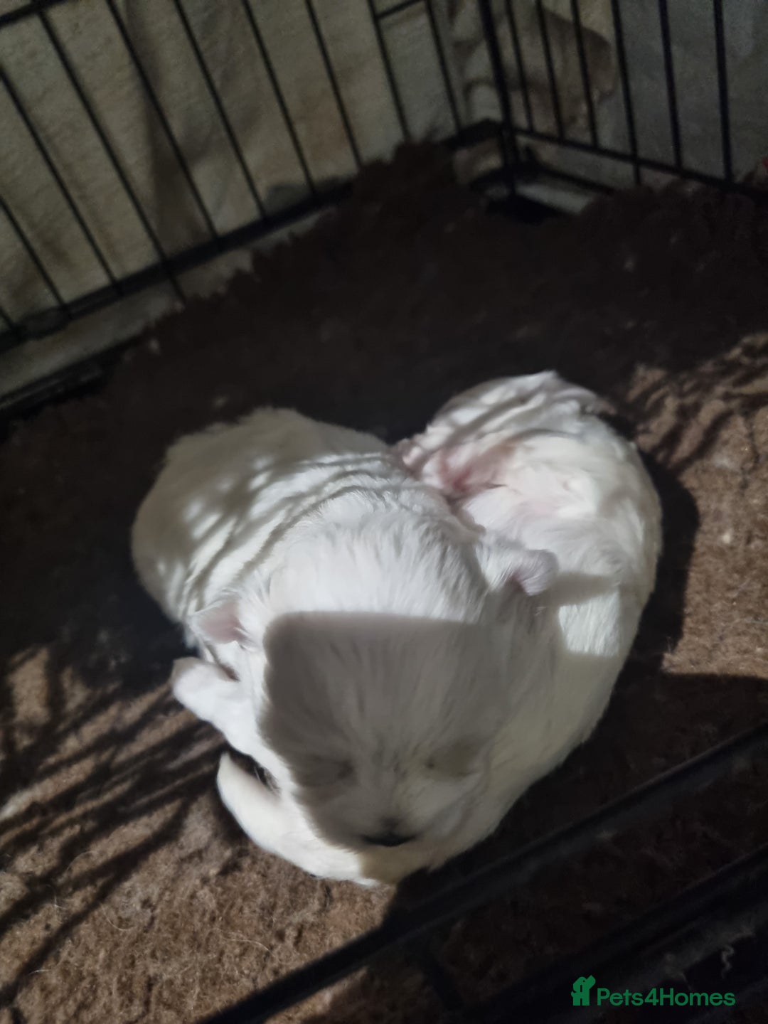 Maltese dogs for sale: Beautiful miniature maltese puppies  - Image 7