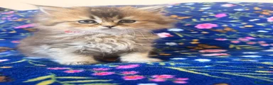 Scottish Fold 2