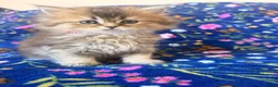Scottish Fold cats for sale: Beautiful Scottish Fold kittens - Advert 6