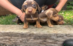 Mixed Breed dogs for sale: Mini Jack Russell X daxijack - Image 4
