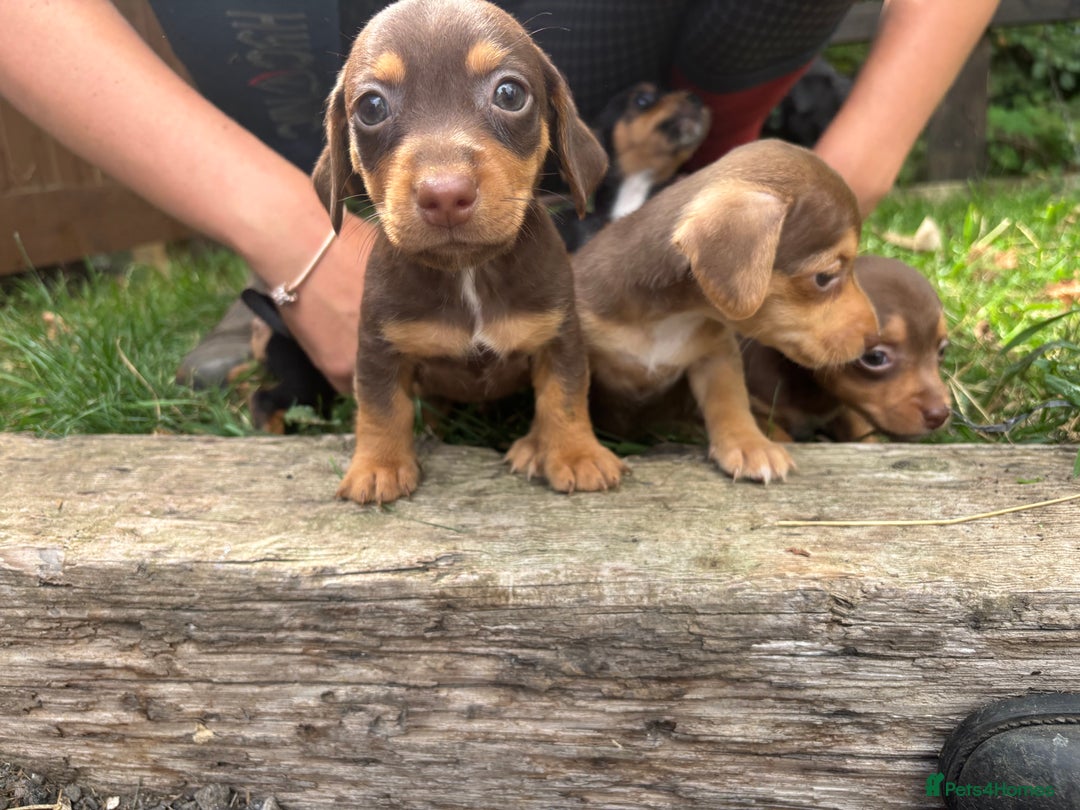 Mixed Breed dogs for sale: Mini Jack Russell X daxijack - Image 4