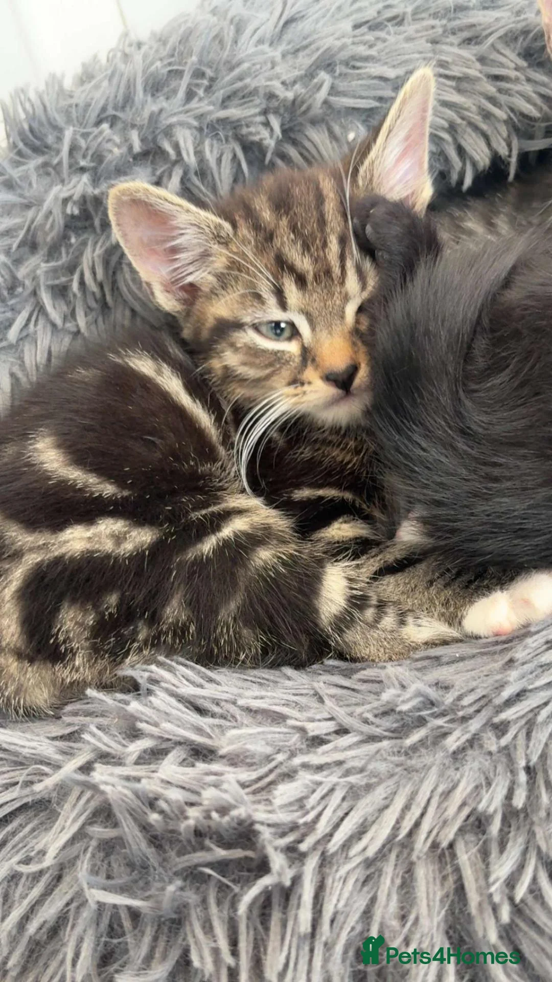 Mixed Breed cats for sale: Tabby kittens  - Advert 2