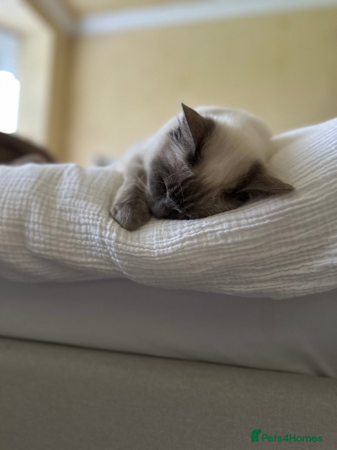 Ragdoll cats for sale: Dolly the Ragdoll - Advert 4