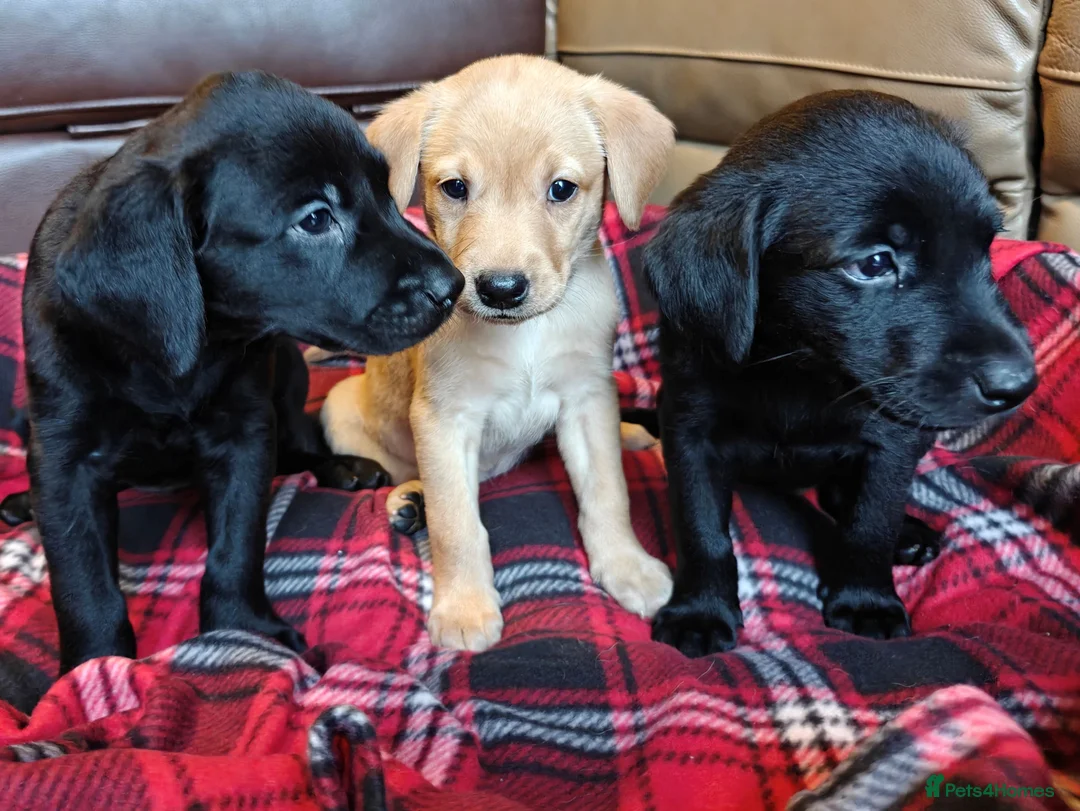 Labrador Retriever dogs for sale: KC Reg 5 star licence only 3 puppies available  - Advert 8