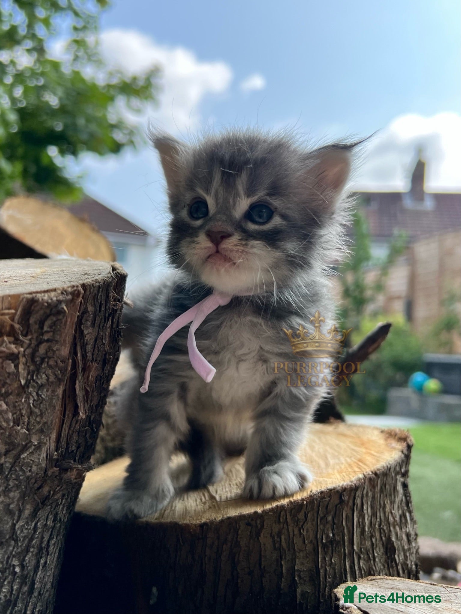 Maine Coon cats TICA registred Maine coon kittens. Rare colours  - Advert 1