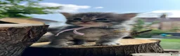 Maine Coon cats for sale: TICA registred Maine coon kittens. Rare colours  - Advert 8