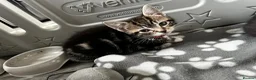 Mixed Breed cats for sale: Beautiful Bengal x domestic kitten  - Advert 3