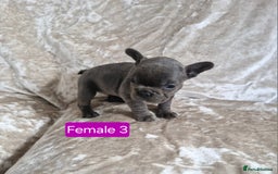 French Bulldog dogs for sale: French Bulldog Puppies  - Image 33